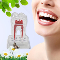 dentalmodel, basicdentalinstrument, dentalimplantmodel, molartooth