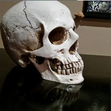 skullmodel, humanskull, Декор, humanskullreplica