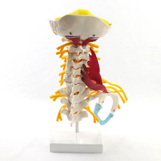 humanspinemodel, bonemodel, Skeleton, column
