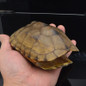 thumbnail - 2