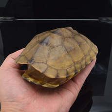 Turtle, Craft, skull, Hunting