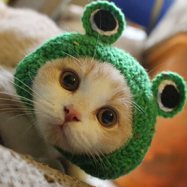 cute frog with hat