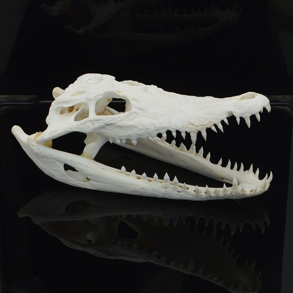 1Pcs Genuine Siamese Crocodile Skull Taxidermy 7