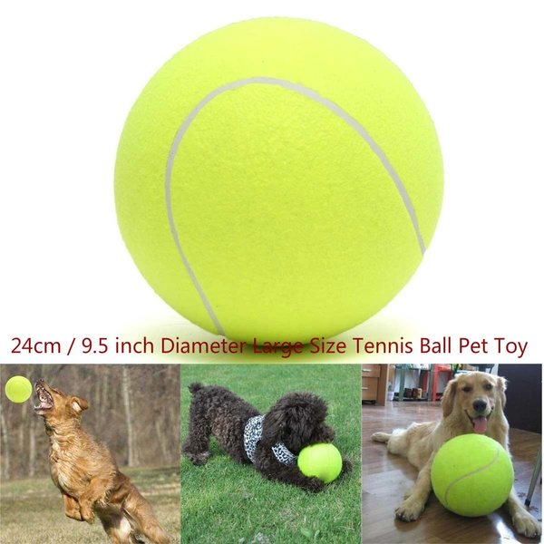 puppy tennis