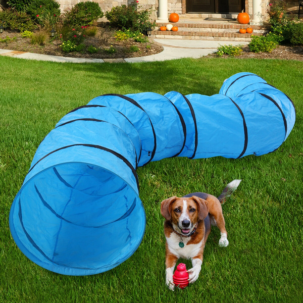 Outdoor Dog Exercise Equipment