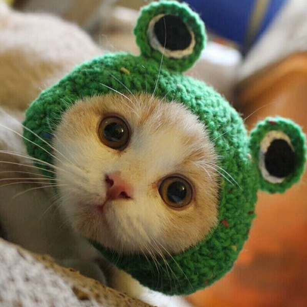 Cute shop cat hats