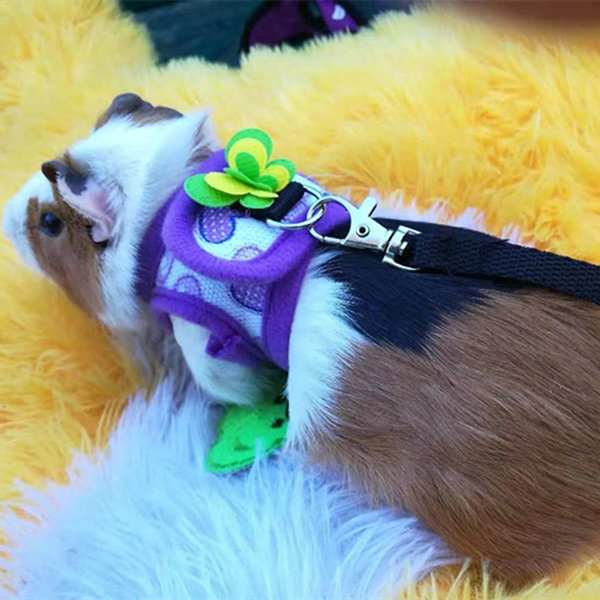 guinea pig harness