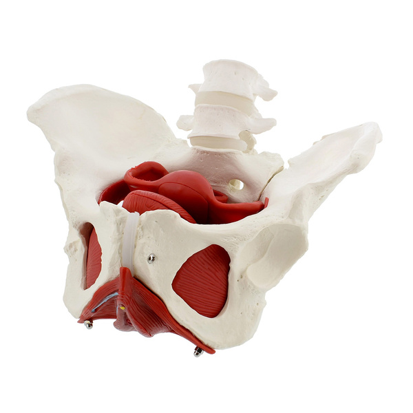 MonMed Pelvic Model 6pc Life Size Anatomical Female Pelvis Model with ...