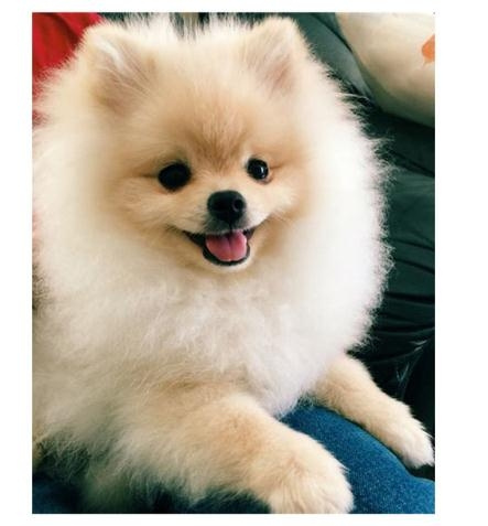 Diamond pomeranians best sale