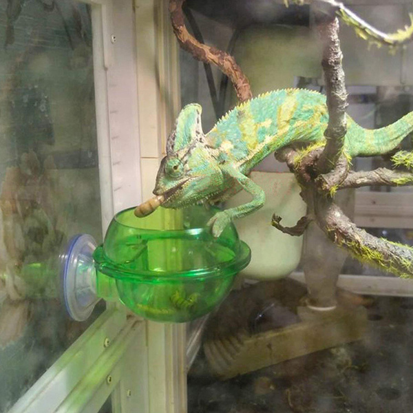 chameleon feeder
