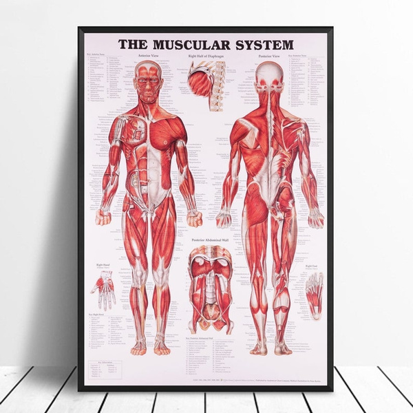 Frameless Home Decoration The Human Muscular Anatomy System Canvas ...