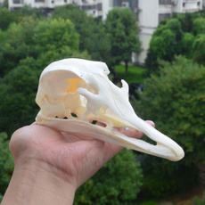 struthiocamelusskull, Gifts, animalskullspecimen, skull