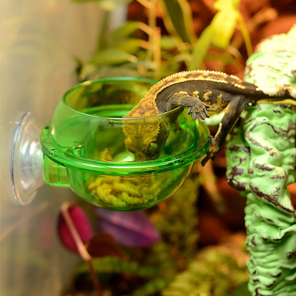 chameleon feeder cup