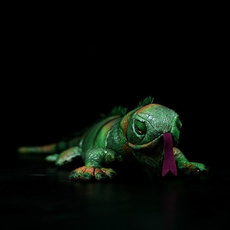 Turtle, Plush Toys, Toy, plushdogtoy