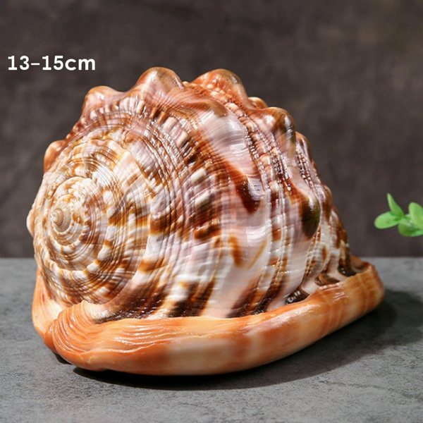 Natural Tutufa Rubeta Conch Shells Coral Sea Snail 1 Home Ornament Fish x I4S9