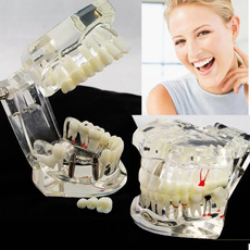 dentalmodel, toothmodel, detachabletoothmodel, industry