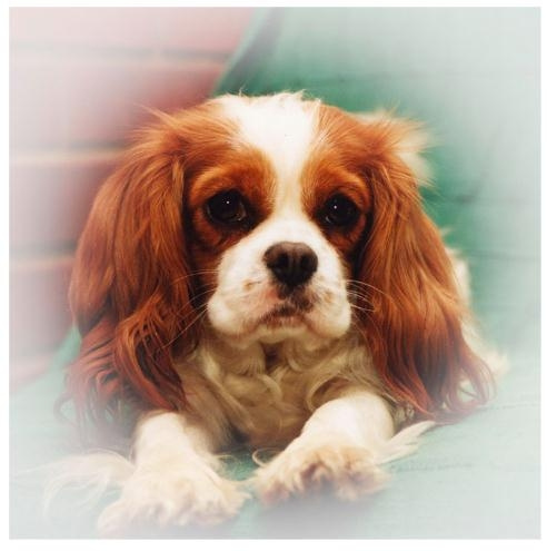 This Beautifully Crafted Frame is A Unique Accent To Any Home or Office King Charles Cavalier Picture Frame Holds Your Favorite 3 x 5 Inch Photo A Hand Painted Realistic Looking King Charles Cavalier Family Surrounding  Your Photo The King Charles Caval 
