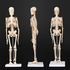 medicalmodel, skeletonmodel, Skeleton, humanskeletonmodel