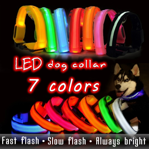 dog collars for tiny dogs