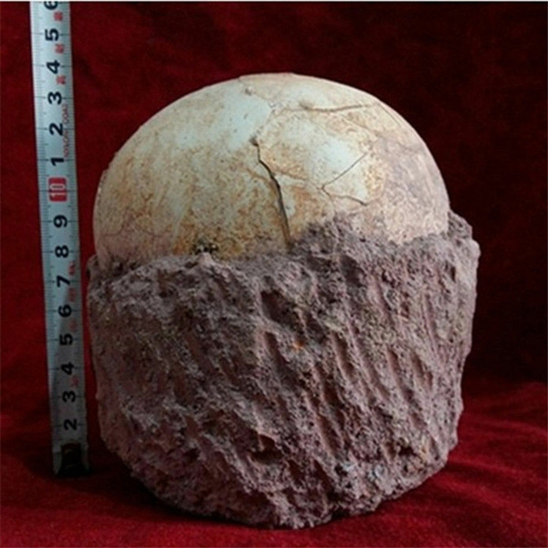Segnosaur Dinosaur Egg Fossilized Crystallized Fossil Jurassic Cretaceous World 