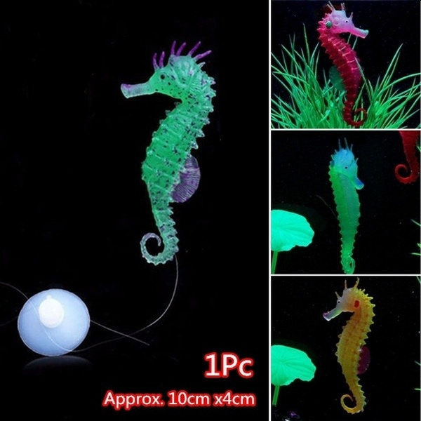 seahorse fish tank