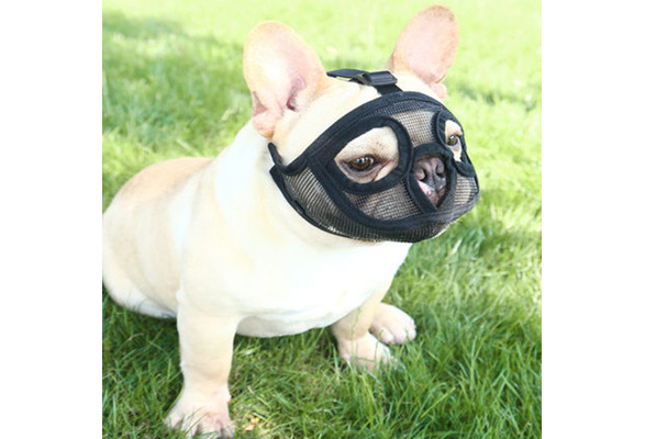 French bulldog hotsell with muzzle