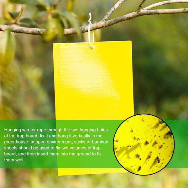 Wish Insect Dual-Sided Yellow Sticky Traps for Flying Plant Insect Like Fungus ...