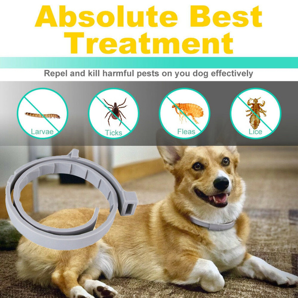 flea collar for rabbits