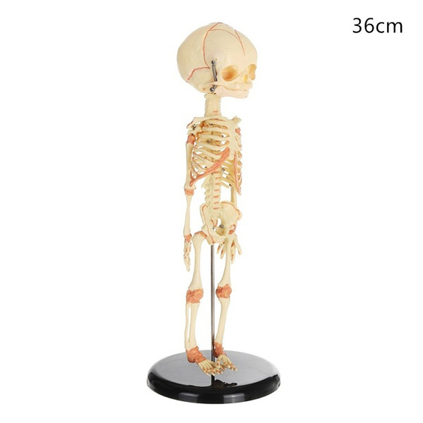 1 Human Fetal Baby Infant Medical Skull Anatomical Skeleton Model 1 