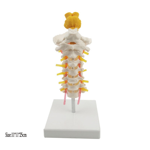 Human Vertebral Anatomical Model with Vertebral Artery and Spinal Nerve ...