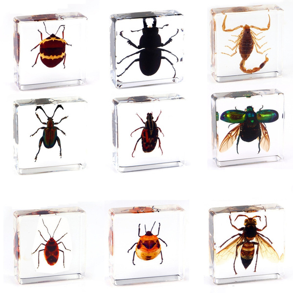 New Style Small Animal Real Insect Resin Specimen Scorpion Butterfly Chafer Spider Beetle Specimen Books Reading Tools Home Decorative Insects Teaching Gifts | Wish New Style Small Animal Real Insect Resin Specimen Scorpion Butterfly Chafer Spider Beetle Specimen Books Reading Tools Home Decorative Insects Teaching Gifts | Wish