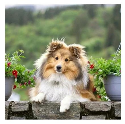 Mosaic shelties store