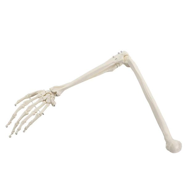 Hand Mount Tibia Anatomical Hand Skeleton Model - Hand Palm Bone Anatomy with Ulna and ...