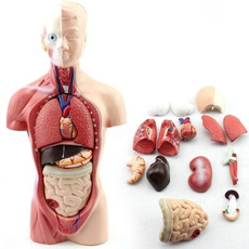 anatomy, medicalsuppliesampdisposable, teachingampeducationsupplie, organ