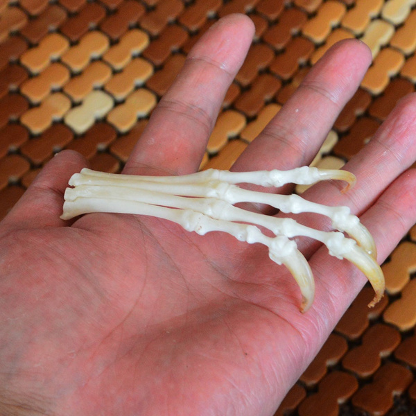 1pcs fox feet articulated bones claws paws taxidermy 