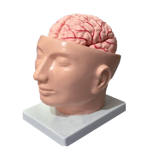 brain capacity of human in cc