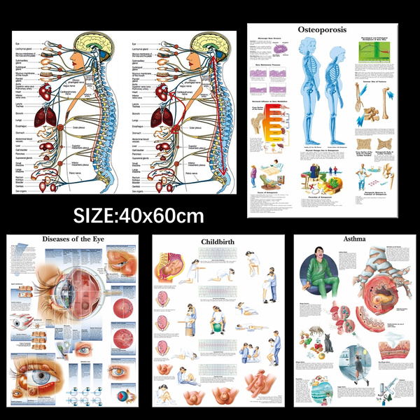 Human Science Human Body Organs Medical Knowledge Silk Poster Printing ...