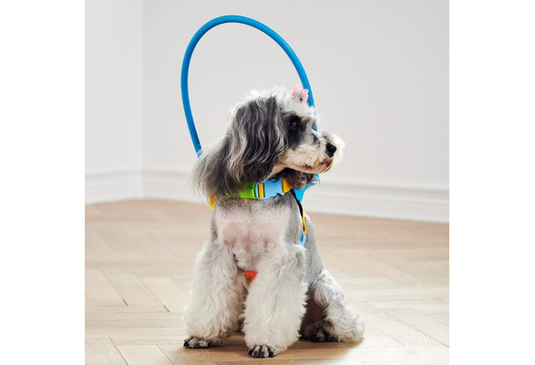 pet circle dog collars