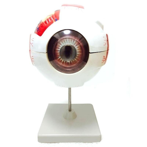 17*15*27cm Human Eyeball Anatomy Model Medical Ophthalmology Teaching ...