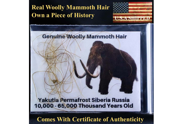 Fossil hair of Woolly Mammoth from Siberia Yakutia Russia Ice Age Pleistocene 