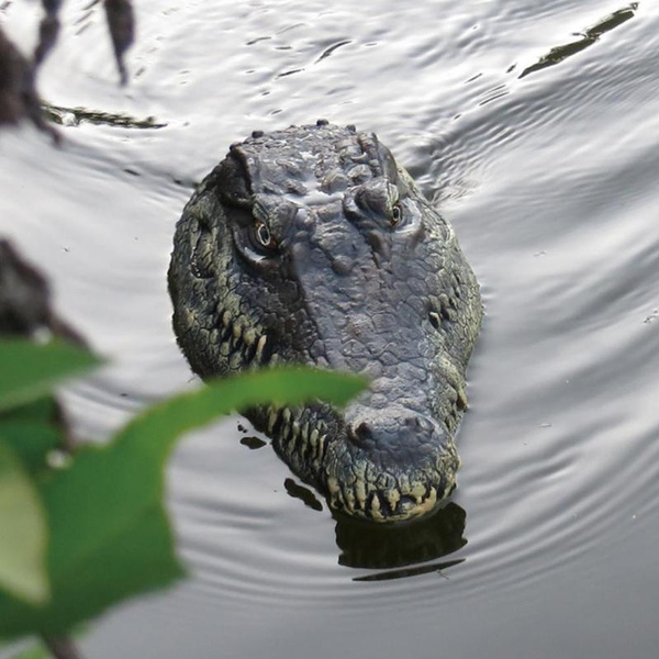 remote control crocodile