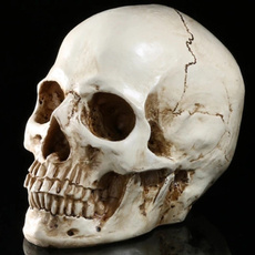 skullmodel, humanskull, headskullmodel, Skeleton