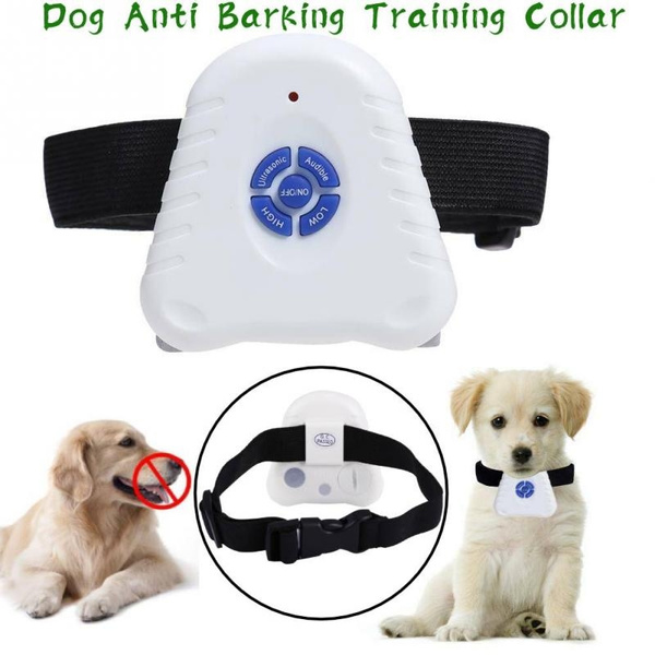 indoor shock collar