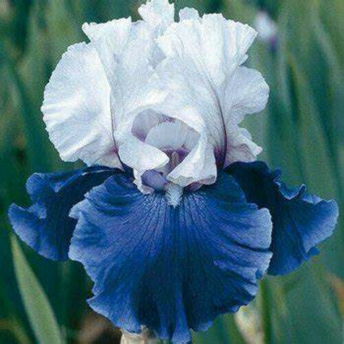 2 Reblooming Bearded Iris Root Bulbs Perennial Flower Bonsai Rhizomes Resistant 