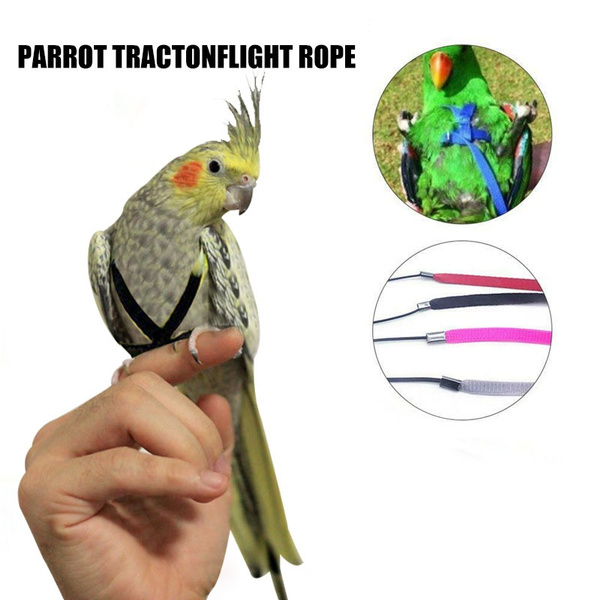 parakeet harness and leash