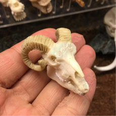Sheep, skull, waterplant, crocodile