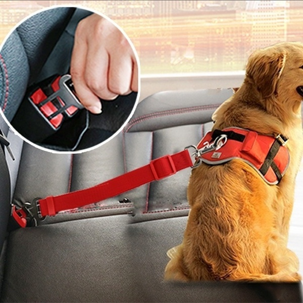 dog car leash