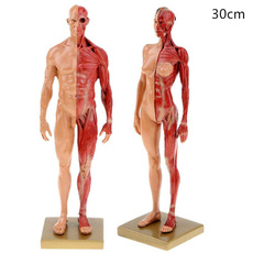 muscleanatomy, computergraphic, Skeleton, musclemodel