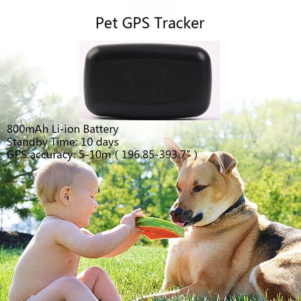 dog security collar