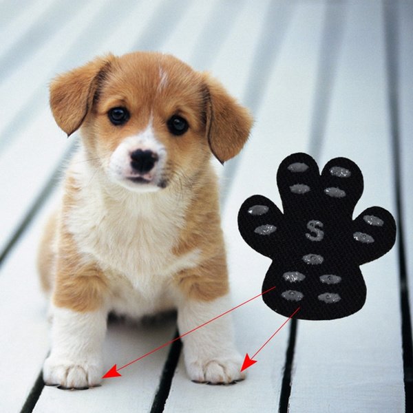 dog scratched paw pad